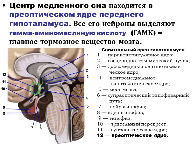 Центр медленного сна находится в преоптическом ядре переднего гипоталамуса. Все его нейроны выделяют гамма-аминомасляную